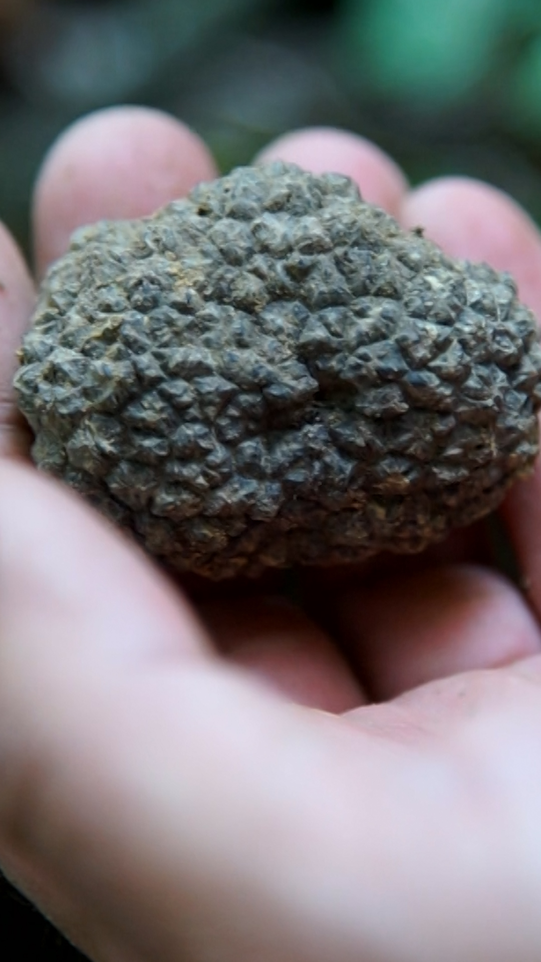Caça às Trufas na Itália