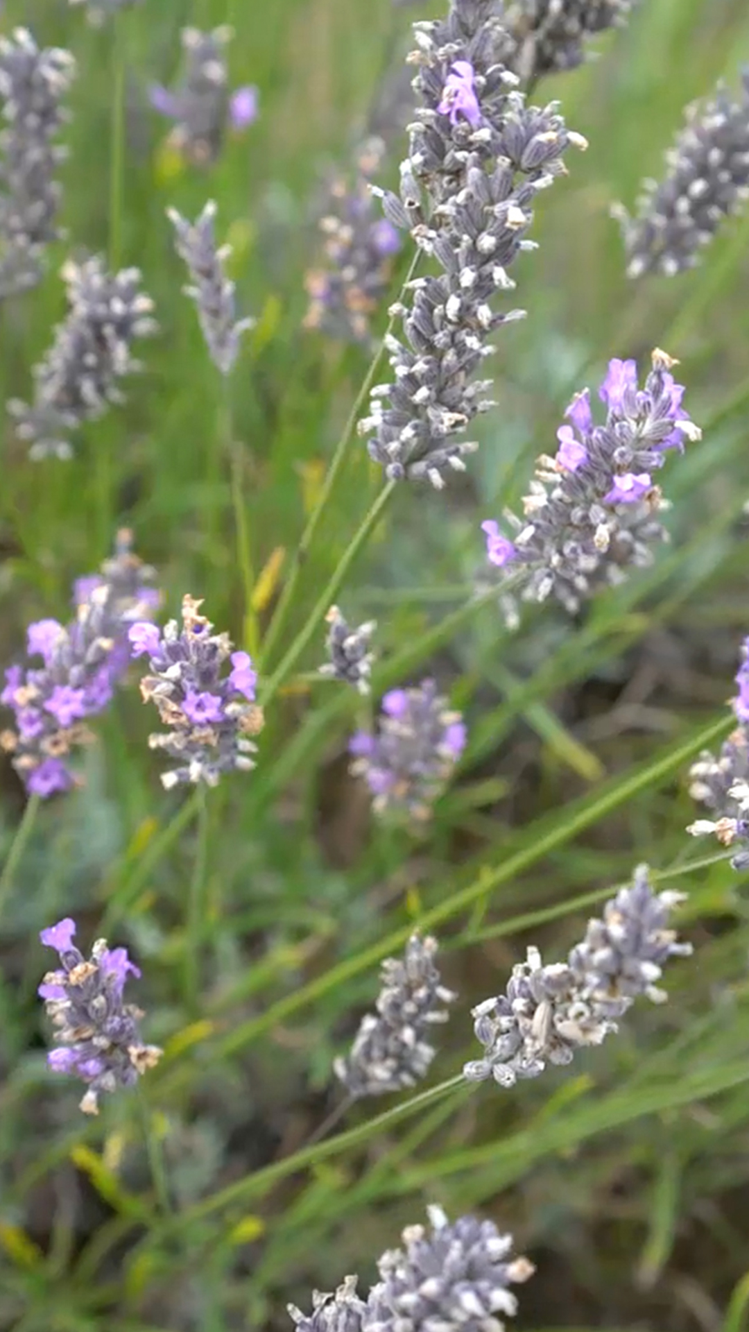 Campos de Lavanda