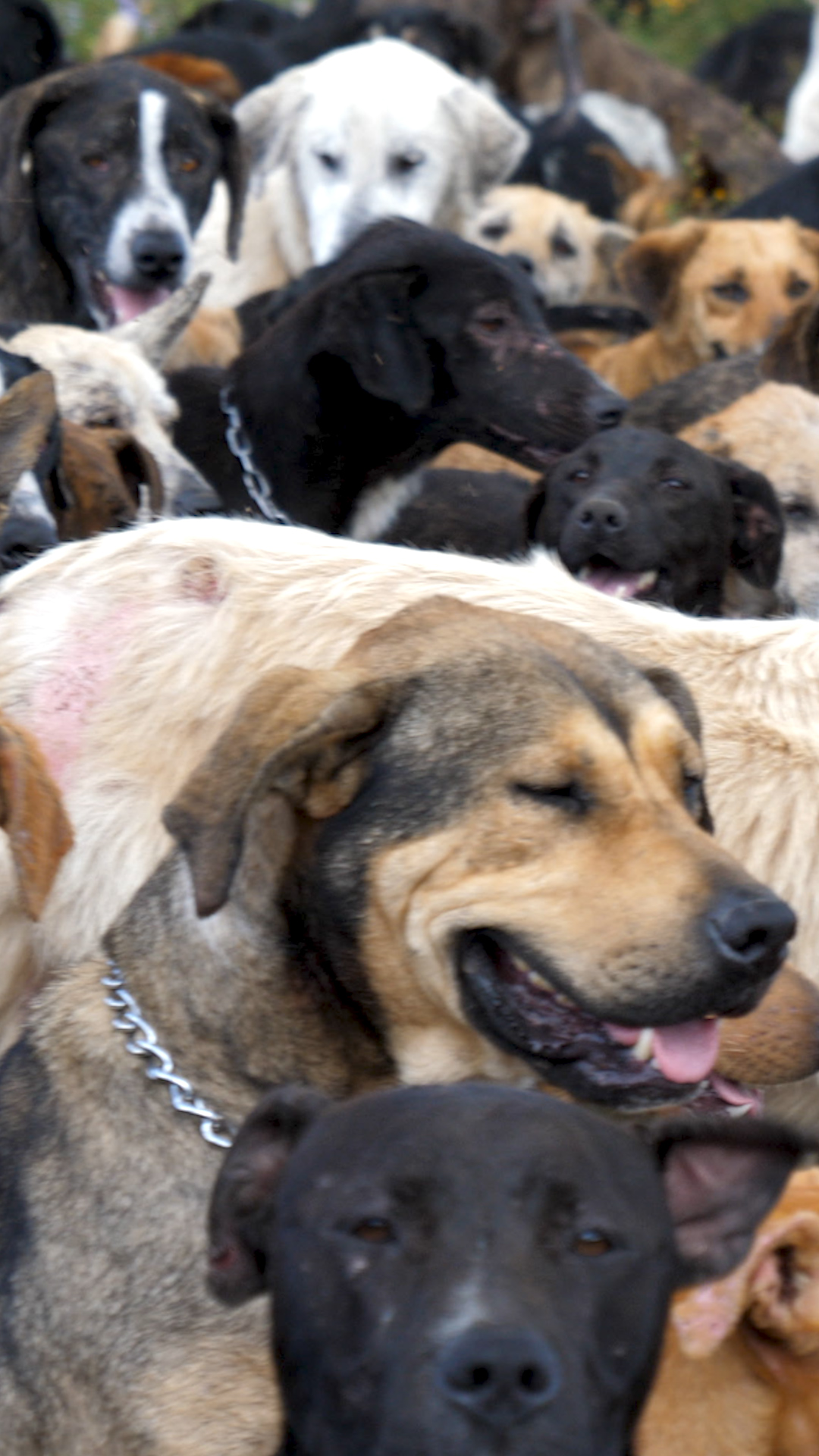O Santuário de Cachorros na Costa Rica