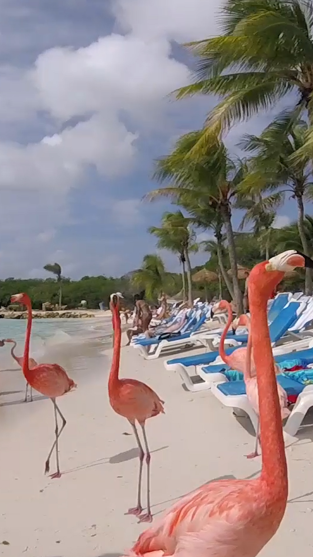 Praia dos Flamingos em Aruba