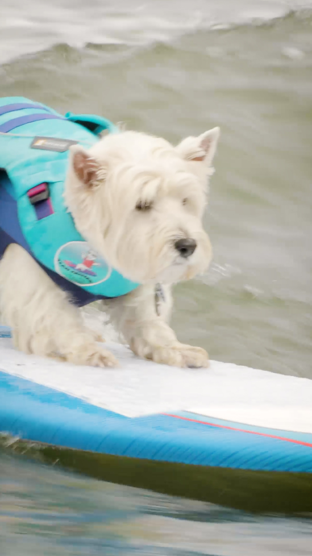 Surfe dos Cachorros