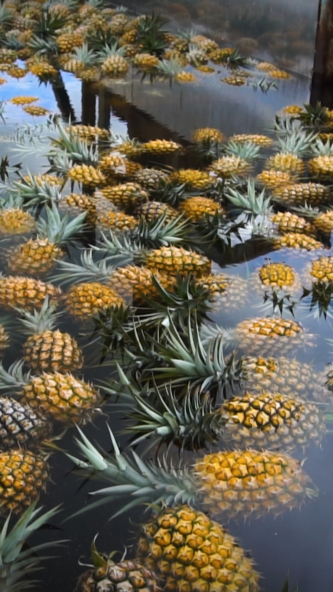 Tour na Plantação de Abacaxi em Maui